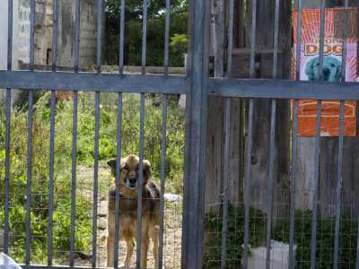 Un tenero cane ha trovato rifugio all'interno della struttura abbandonata 